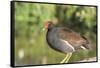 USA, Florida, Orlando. Common Moorhen at Gatorland.-Lisa S. Engelbrecht-Framed Stretched Canvas