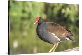 USA, Florida, Orlando. Common Moorhen at Gatorland.-Lisa S. Engelbrecht-Stretched Canvas