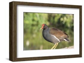 USA, Florida, Orlando. Common Moorhen at Gatorland.-Lisa S. Engelbrecht-Framed Photographic Print