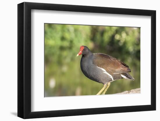 USA, Florida, Orlando. Common Moorhen at Gatorland.-Lisa S. Engelbrecht-Framed Photographic Print