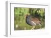 USA, Florida, Orlando. Common Moorhen at Gatorland.-Lisa S. Engelbrecht-Framed Photographic Print