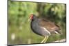 USA, Florida, Orlando. Common Moorhen at Gatorland.-Lisa S. Engelbrecht-Mounted Photographic Print