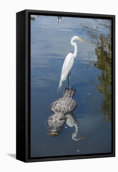 USA, Florida, Orlando, Egret Riding on Alligator, Gatorland-Lisa S^ Engelbrecht-Framed Stretched Canvas