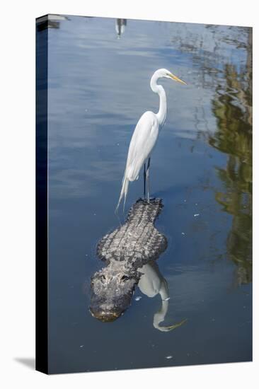 USA, Florida, Orlando, Egret Riding on Alligator, Gatorland-Lisa S^ Engelbrecht-Stretched Canvas