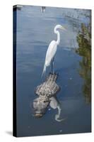 USA, Florida, Orlando, Egret Riding on Alligator, Gatorland-Lisa S^ Engelbrecht-Stretched Canvas
