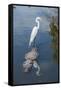 USA, Florida, Orlando, Egret Riding on Alligator, Gatorland-Lisa S^ Engelbrecht-Framed Stretched Canvas