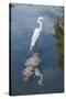 USA, Florida, Orlando, Egret Riding on Alligator, Gatorland-Lisa S^ Engelbrecht-Stretched Canvas