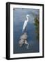 USA, Florida, Orlando, Egret Riding on Alligator, Gatorland-Lisa S^ Engelbrecht-Framed Premium Photographic Print