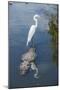 USA, Florida, Orlando, Egret Riding on Alligator, Gatorland-Lisa S^ Engelbrecht-Mounted Premium Photographic Print