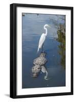 USA, Florida, Orlando, Egret Riding on Alligator, Gatorland-Lisa S^ Engelbrecht-Framed Photographic Print