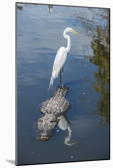USA, Florida, Orlando, Egret Riding on Alligator, Gatorland-Lisa S^ Engelbrecht-Mounted Photographic Print