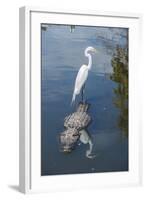 USA, Florida, Orlando, Egret Riding on Alligator, Gatorland-Lisa S^ Engelbrecht-Framed Photographic Print