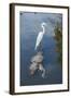 USA, Florida, Orlando, Egret Riding on Alligator, Gatorland-Lisa S^ Engelbrecht-Framed Photographic Print