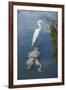 USA, Florida, Orlando, Egret Riding on Alligator, Gatorland-Lisa S^ Engelbrecht-Framed Photographic Print