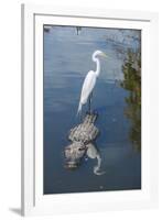 USA, Florida, Orlando, Egret Riding on Alligator, Gatorland-Lisa S^ Engelbrecht-Framed Photographic Print