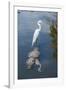 USA, Florida, Orlando, Egret Riding on Alligator, Gatorland-Lisa S^ Engelbrecht-Framed Photographic Print