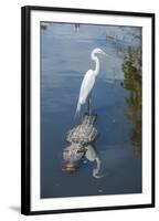 USA, Florida, Orlando, Egret Riding on Alligator, Gatorland-Lisa S^ Engelbrecht-Framed Photographic Print