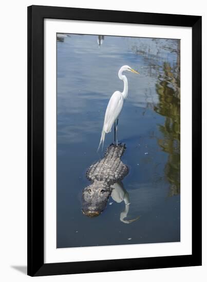 USA, Florida, Orlando, Egret Riding on Alligator, Gatorland-Lisa S^ Engelbrecht-Framed Photographic Print