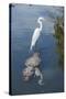 USA, Florida, Orlando, Egret Riding on Alligator, Gatorland-Lisa S^ Engelbrecht-Stretched Canvas