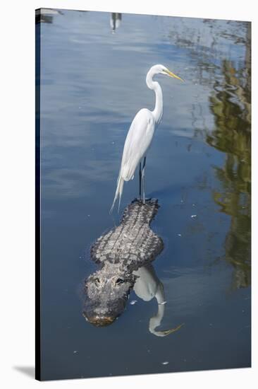 USA, Florida, Orlando, Egret Riding on Alligator, Gatorland-Lisa S^ Engelbrecht-Stretched Canvas