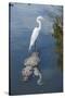 USA, Florida, Orlando, Egret Riding on Alligator, Gatorland-Lisa S^ Engelbrecht-Stretched Canvas