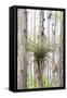 USA, Florida, Orlando. Epidendrum on Cypress tree at Gatorland.-Lisa S. Engelbrecht-Framed Stretched Canvas