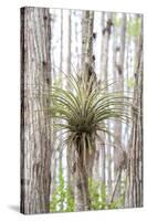 USA, Florida, Orlando. Epidendrum on Cypress tree at Gatorland.-Lisa S. Engelbrecht-Stretched Canvas