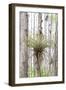 USA, Florida, Orlando. Epidendrum on Cypress tree at Gatorland.-Lisa S. Engelbrecht-Framed Photographic Print