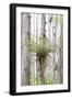 USA, Florida, Orlando. Epidendrum on Cypress tree at Gatorland.-Lisa S. Engelbrecht-Framed Photographic Print