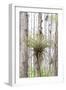 USA, Florida, Orlando. Epidendrum on Cypress tree at Gatorland.-Lisa S. Engelbrecht-Framed Photographic Print