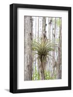 USA, Florida, Orlando. Epidendrum on Cypress tree at Gatorland.-Lisa S. Engelbrecht-Framed Photographic Print