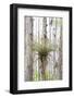 USA, Florida, Orlando. Epidendrum on Cypress tree at Gatorland.-Lisa S. Engelbrecht-Framed Photographic Print