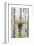 USA, Florida, Orlando. Epidendrum on Cypress tree at Gatorland.-Lisa S. Engelbrecht-Framed Photographic Print