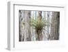 USA, Florida, Orlando. Epidendrum on Cypress tree at Gatorland.-Lisa S. Engelbrecht-Framed Photographic Print