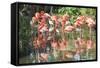 USA, Florida, Orlando. Flamingoes and White Ibis at Gatorland.-Lisa S. Engelbrecht-Framed Stretched Canvas