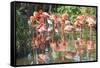 USA, Florida, Orlando. Flamingoes and White Ibis at Gatorland.-Lisa S. Engelbrecht-Framed Stretched Canvas