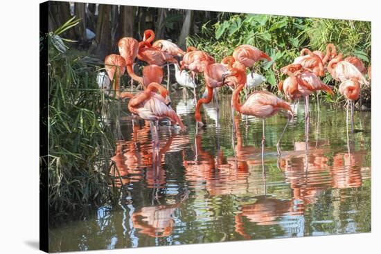 USA, Florida, Orlando. Flamingoes and White Ibis at Gatorland.-Lisa S. Engelbrecht-Stretched Canvas