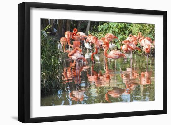 USA, Florida, Orlando. Flamingoes and White Ibis at Gatorland.-Lisa S. Engelbrecht-Framed Photographic Print