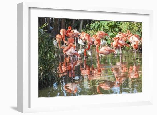 USA, Florida, Orlando. Flamingoes and White Ibis at Gatorland.-Lisa S. Engelbrecht-Framed Photographic Print