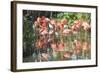 USA, Florida, Orlando. Flamingoes and White Ibis at Gatorland.-Lisa S. Engelbrecht-Framed Photographic Print