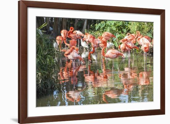 USA, Florida, Orlando. Flamingoes and White Ibis at Gatorland.-Lisa S. Engelbrecht-Framed Photographic Print