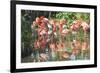 USA, Florida, Orlando. Flamingoes and White Ibis at Gatorland.-Lisa S. Engelbrecht-Framed Photographic Print