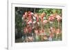 USA, Florida, Orlando. Flamingoes and White Ibis at Gatorland.-Lisa S. Engelbrecht-Framed Photographic Print