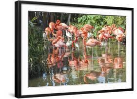 USA, Florida, Orlando. Flamingoes and White Ibis at Gatorland.-Lisa S. Engelbrecht-Framed Photographic Print