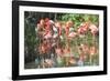 USA, Florida, Orlando. Flamingoes and White Ibis at Gatorland.-Lisa S. Engelbrecht-Framed Photographic Print