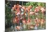 USA, Florida, Orlando. Flamingoes and White Ibis at Gatorland.-Lisa S. Engelbrecht-Mounted Photographic Print