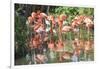 USA, Florida, Orlando. Flamingoes and White Ibis at Gatorland.-Lisa S. Engelbrecht-Framed Photographic Print