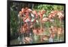 USA, Florida, Orlando. Flamingoes and White Ibis at Gatorland.-Lisa S. Engelbrecht-Framed Photographic Print