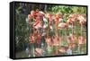 USA, Florida, Orlando. Flamingoes and White Ibis at Gatorland.-Lisa S. Engelbrecht-Framed Stretched Canvas