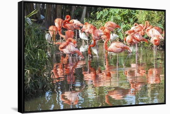 USA, Florida, Orlando. Flamingoes and White Ibis at Gatorland.-Lisa S. Engelbrecht-Framed Stretched Canvas